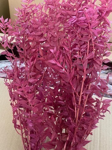 prepared Ruscus antic pink